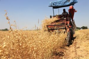 Şanlıurfa’da Yerli nohutta yüksek verim