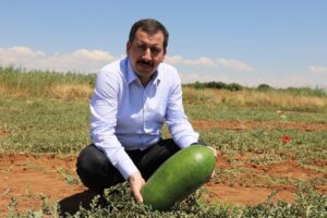 Binlerce yıldır Şanlıurfa’da yetiştirilen ‘-Tat Karpuzu’ tescilleniyor