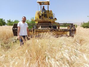 Ata mirası siyez buğdayına biçilmeden sipariş yağdı