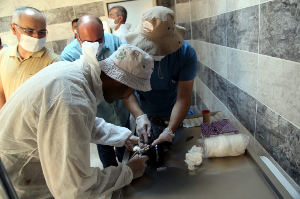 Türkiye’deki kelaynak sayısı hızla artmaya devam ediyor