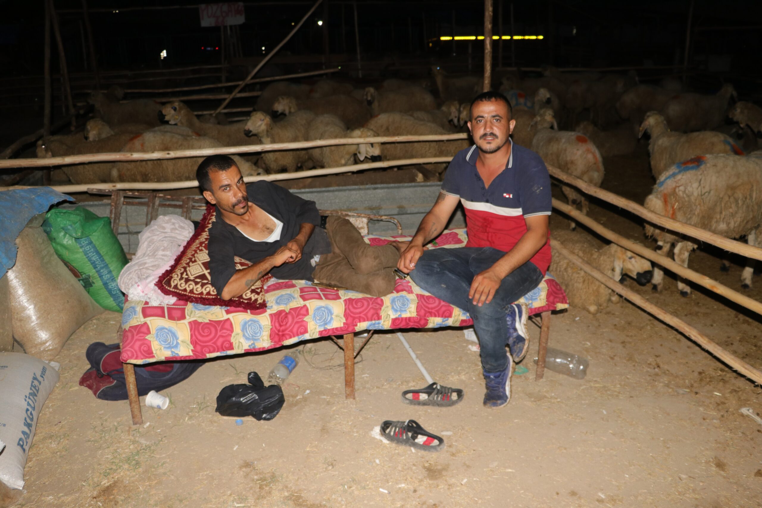 Celeplerin koyun koyuna uykusu