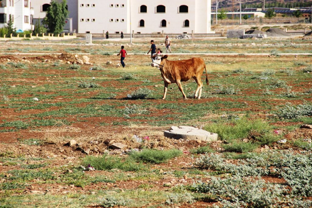 Şanıurfa’da kaçan kurbanlıklar zor anlar yaşattı