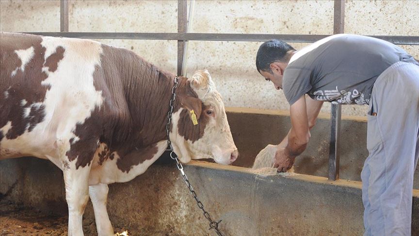Kovid-19 nedeniyle küçük kapasiteli hayvancılık işletmelerine yem desteği verilecek