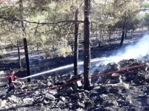 Şanlıurfa’da ağaçlık alanda çıkan yangın söndürüldü