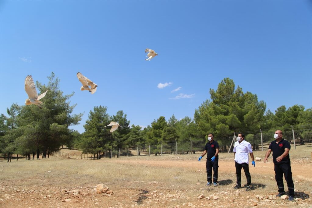 Şanlıurfa’da tedavileri tamamlanan 25 yabani kuş doğaya bırakıldı