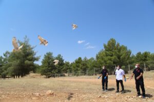 Şanlıurfa’da tedavileri tamamlanan 25 yabani kuş doğaya bırakıldı