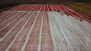 GAP’ın merkezi” domatesi kurutup ekonomiye kazandırıyor