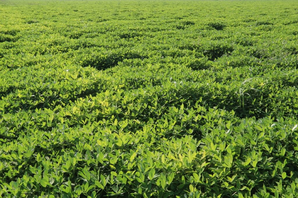 Harran Ovası’nda yer fıstığı üretilmeye başlandı