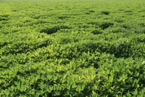 Harran Ovası’nda yer fıstığı üretilmeye başlandı