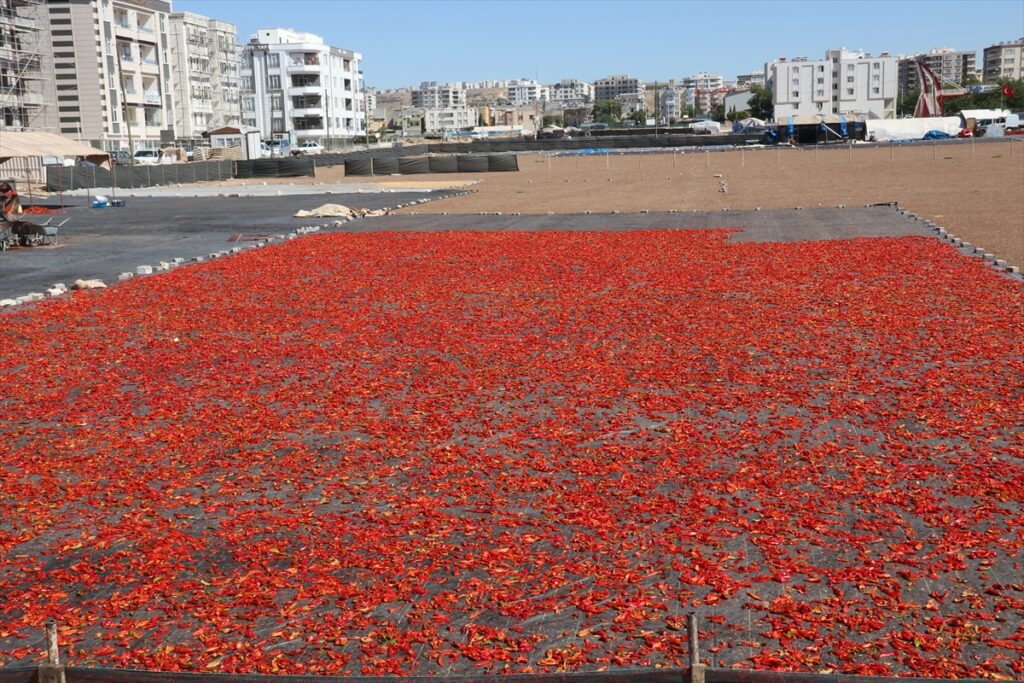 Şanlıurfa isotunun “acı” serüveni başladı