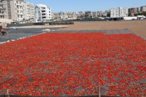 Şanlıurfa isotunun “acı” serüveni başladı