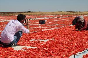 Şanlıurfa’da Kurutmalık domates sergisi fotoğrafçılara doğal stüdyo oldu