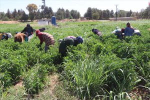 Şanlıurfalı kadınlar ekmeklerini “acıdan” çıkartıyor