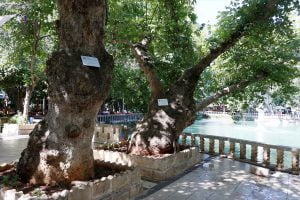 Şanlıurfa’da Tarihe tanıklık eden anıt ağaçlara özel bakım