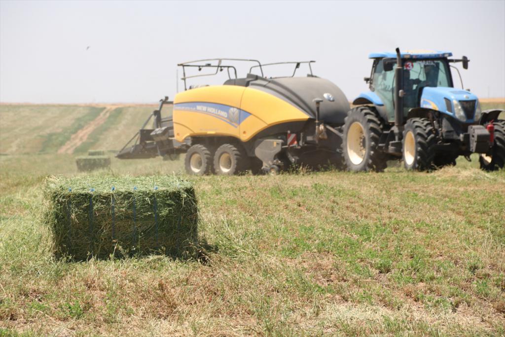 Suriye sınırında yetiştirilen yoncada hasat zamanı