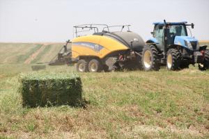 Suriye sınırında yetiştirilen yoncada hasat zamanı