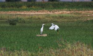 Suyla canlanan Suruç Ovası farklı kuş türlerine ev sahipliği yapıyor