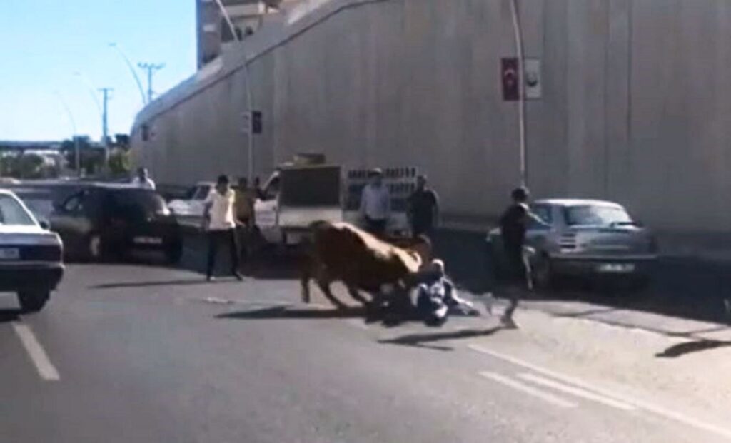 Kaçan boğa sahibini yol ortasında yere serdi