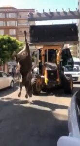 Şanlıurfa’da Danayı iple ayağından iş makinesine bağlayıp kesime götürdüler