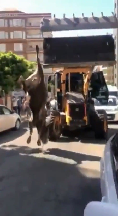 Şanlıurfa’da Danayı iple ayağından iş makinesine bağlayıp kesime götürdüler