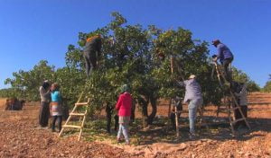 Şanlıurfa’da fıstık hasadı başladı