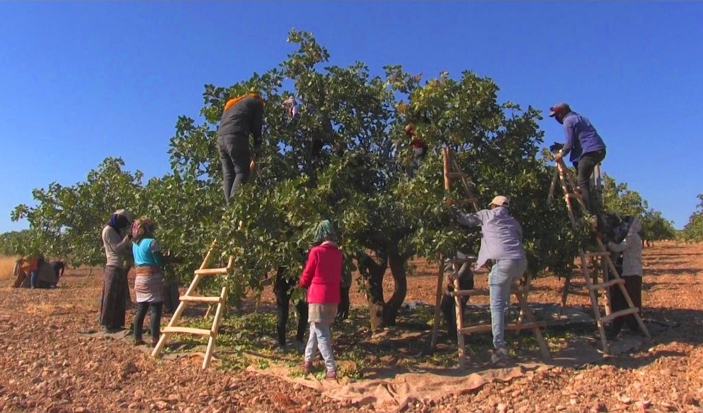 Şanlıurfa’da fıstık hasadı başladı