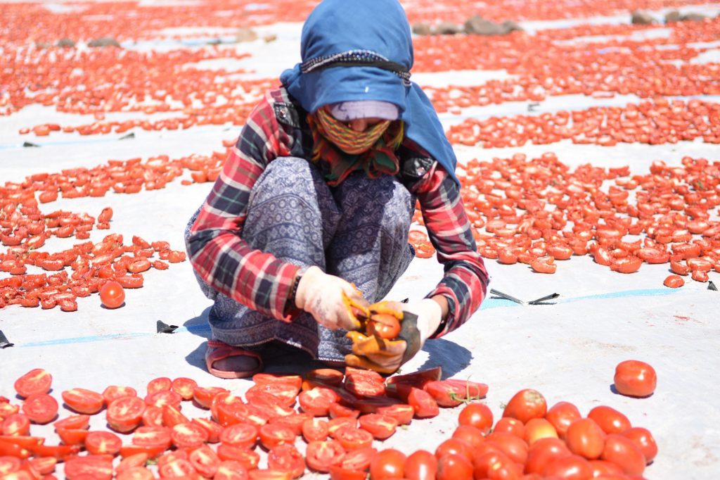Yerli domatesler kurutularak yurt dışına ihraç ediliyor