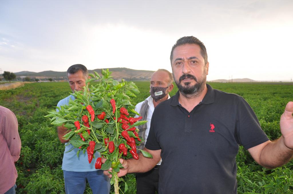 Alıcılara kızan üretici tonlarca biberi tarlada bıraktı