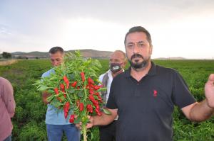 Alıcılara kızan üretici tonlarca biberi tarlada bıraktı