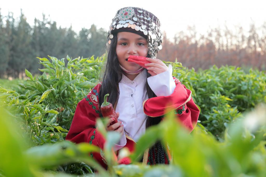 Şanlıurfa’da isot hasadı programı düzenlendi