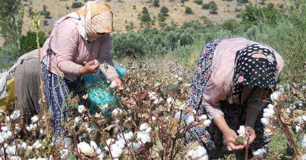 Şanlıurfa’da Preseli pamuğun kilogramı 17,75 liradan işlem gördü