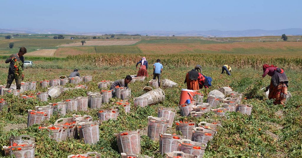 SİVEREKLİ TARIM İŞÇİLERİ DOMATES HASADINA BAŞLADI