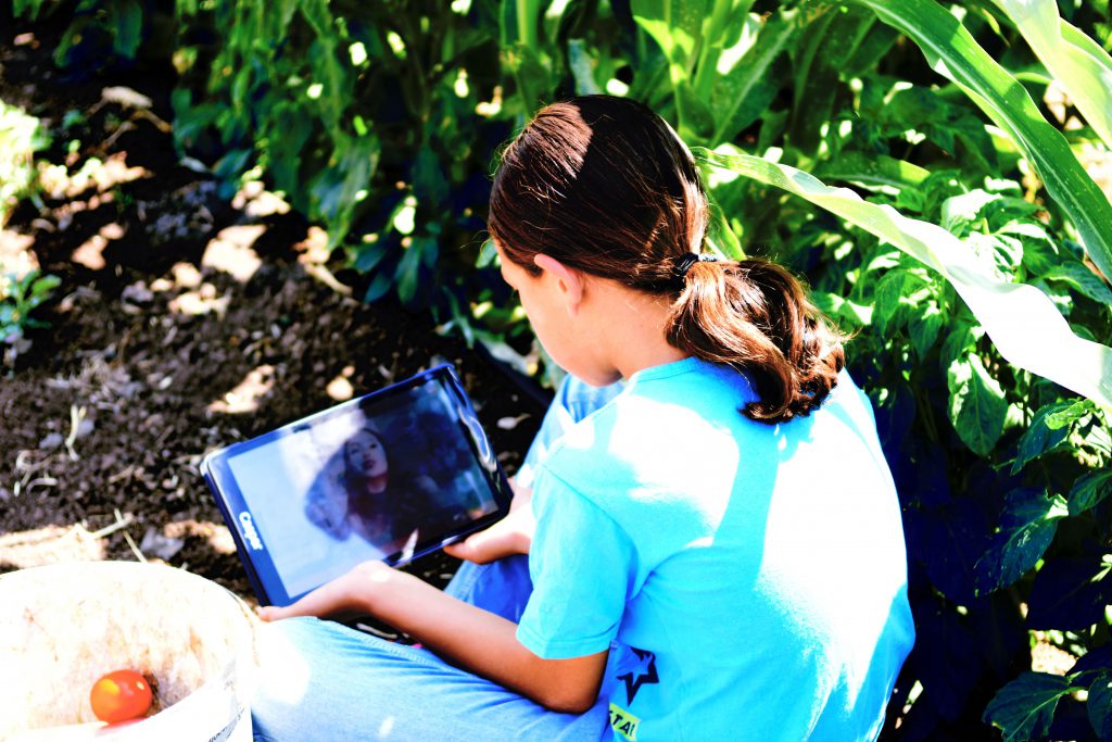 Şanlıurfa’da domates tarlasında ders başı