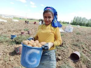 Türkiye’nin en önemli patates üretim noktasındaki hasadı Şanlıurfa’dan giden tarım işçileri yapıyor