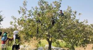 (Özel) Türkiye’nin en büyük işletmesinde fıstık hasadı başladı