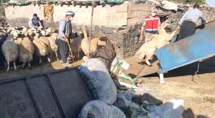 Şanlıurfa’da Yakalanan dolandırıcılardan alınan 200 küçükbaş hayvan sahibine teslim edildi