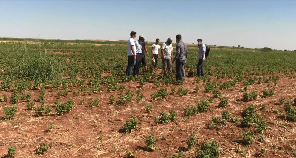 Suruç Ovası’nda alternatif ürün bereketi