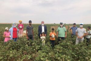 Şanlıurfa’da pamuk hasadı başladı