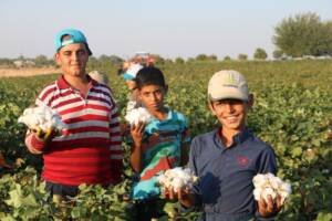 Şanlıurfa’da ’beyaz altın’ hasadı