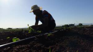 Şanlıurfa’da çiftçiler kendi enerjisini kendileri üretiyor