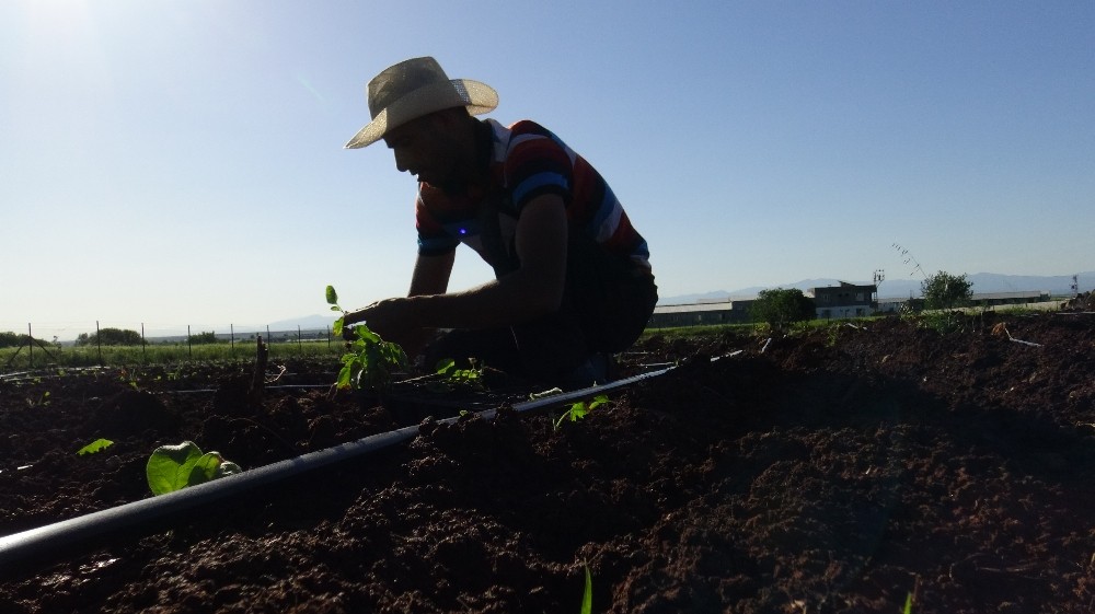 Şanlıurfa’da çiftçiler kendi enerjisini kendileri üretiyor