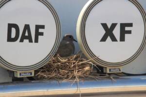 Şanlıurfa’da Kuşun yuva yaptığı tır seferden çekildi