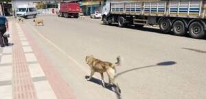 Şanlıurfa’da Sokak köpekleri vatandaşları tedirgin ediyor