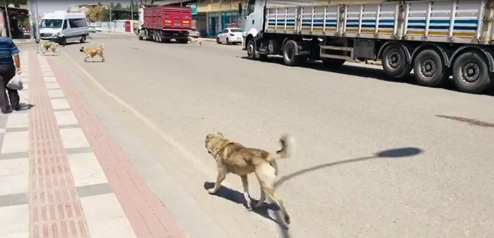 Şanlıurfa’da Sokak köpekleri vatandaşları tedirgin ediyor