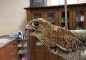 Şanlıurfa’da Tedavileri tamamlanan 3 kerkenez doğaya bırakıldı
