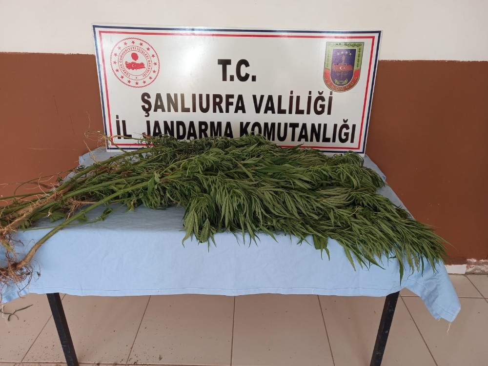 Şanlıurfa’da uyuşturucu operasyonu: 5 gözaltı