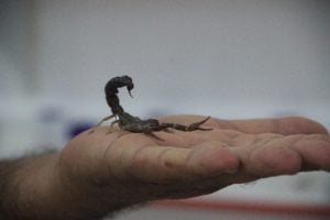 Şanlıurfalı girişimci kara akrep tesisi kurdu