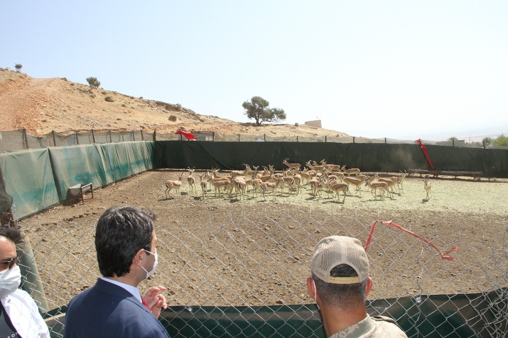 Urfa’dan getirillen 50 ceylan Cudi Dağı’na bırakıldı