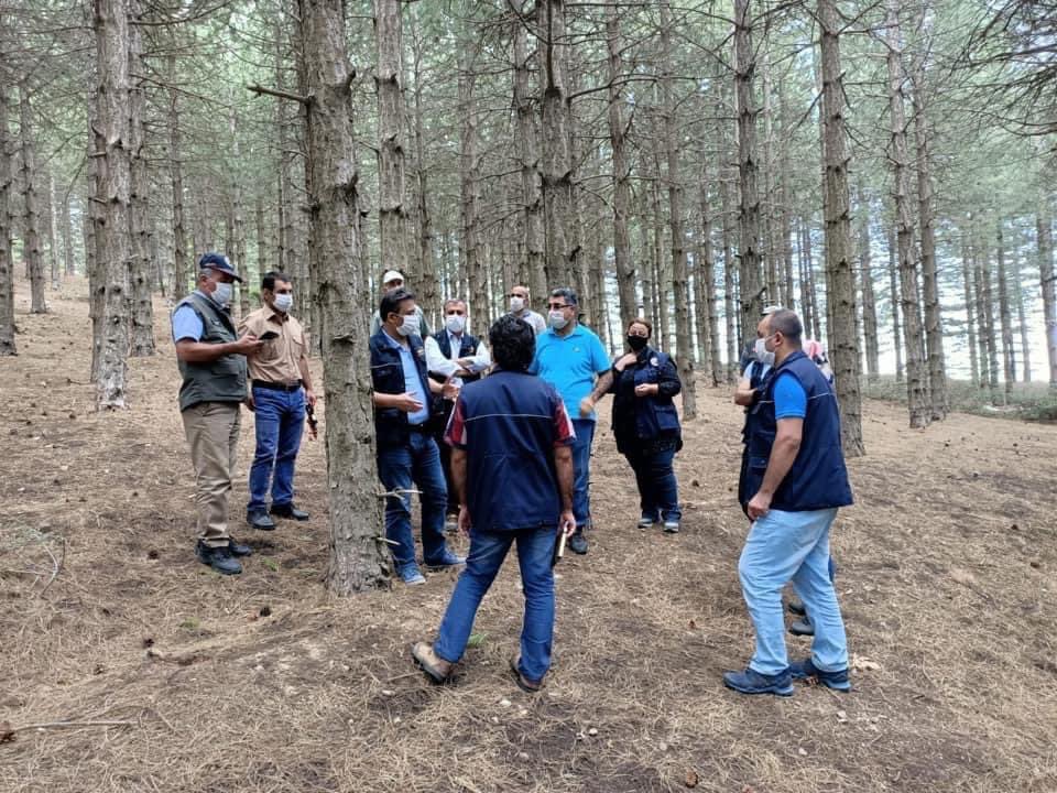 Şanlıurfa Orman Bölge Müdürlüğü seyreltme çalışmalarına devam ediyor