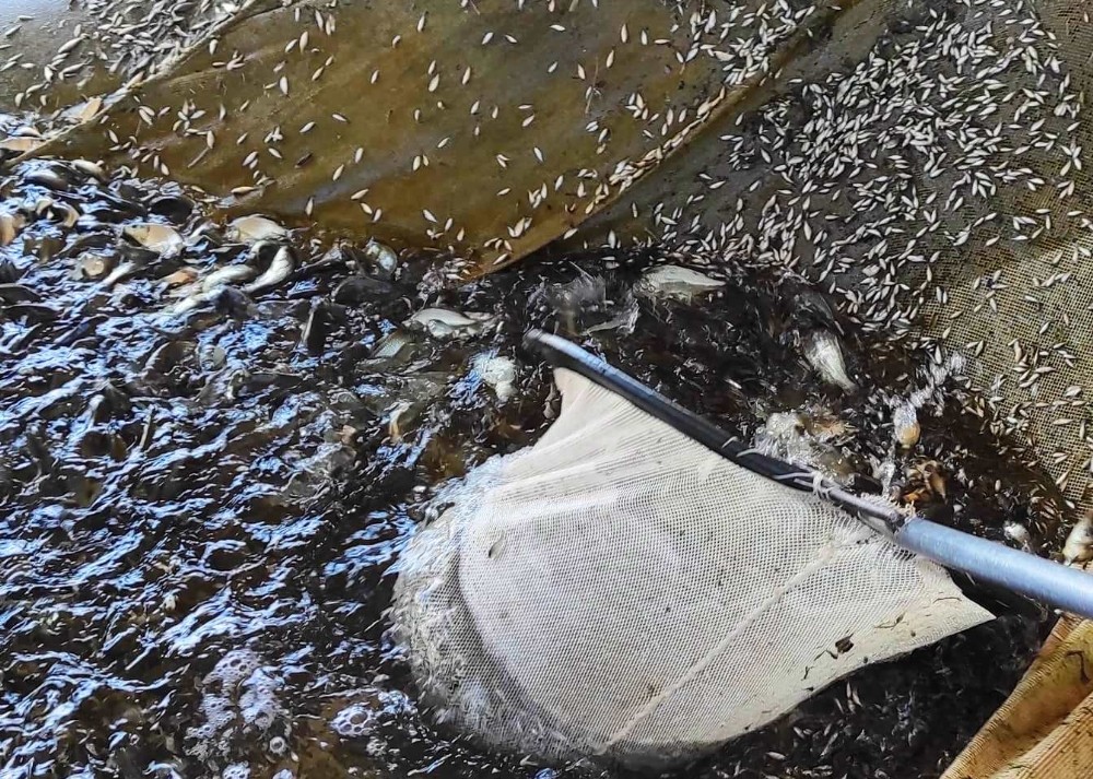 Atatürk Barajı’nda milyonlarca balık üretiliyor